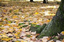 Autumn In The Park Stock Images Autumn In The Park Stock Images