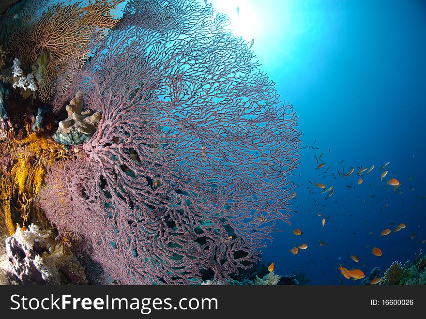 Giant georgonian fan coral (Annella mollis), with school of anthias. Red Sea, Egypt. Giant georgonian fan coral (Annella mollis), with school of anthias. Red Sea, Egypt.