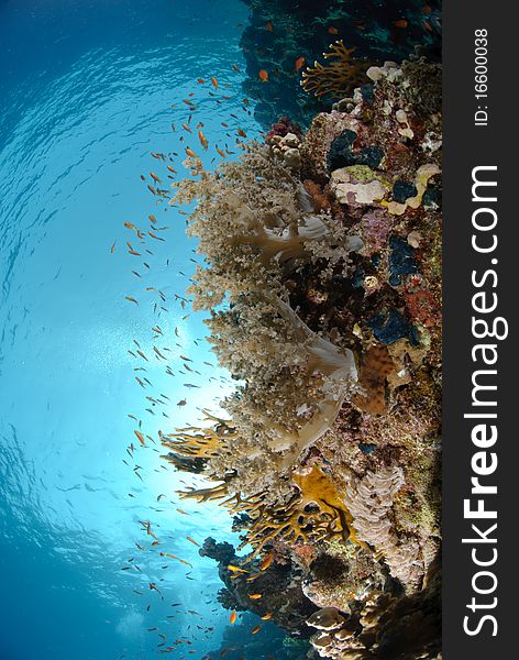 Colourful and vibrant tropical coral reef scene. Colourful and vibrant tropical coral reef scene