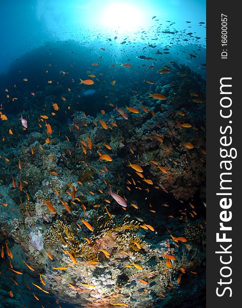 Colourful Tropical Reef And Shoal Of Fish