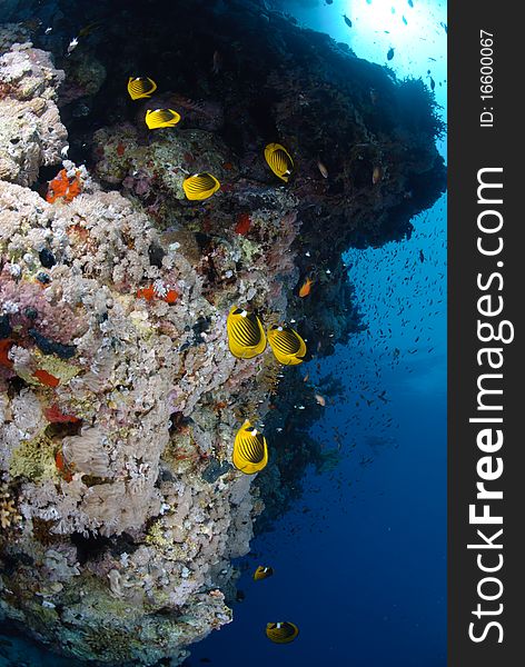 Colourful Tropical Reef With Butterfly Fish