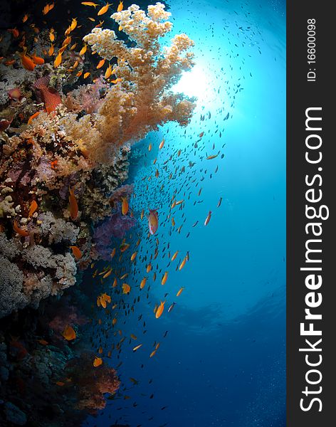 Colourful and vibrant tropical coral reef scene. Colourful and vibrant tropical coral reef scene