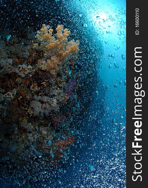 Bubbles rising up over a tropical coral reef. Bubbles rising up over a tropical coral reef