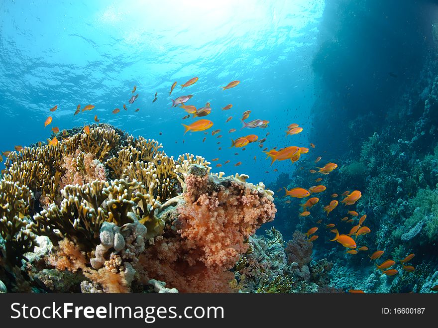 Colourful and vibrant tropical coral reef scene. Colourful and vibrant tropical coral reef scene