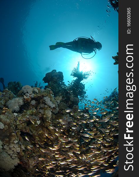 Scuba Diver Above Coral Reef