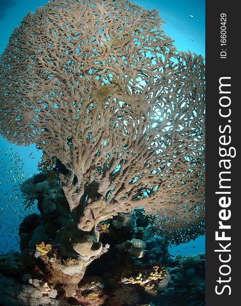 Below view of a table coral, Red sea, Egypt.