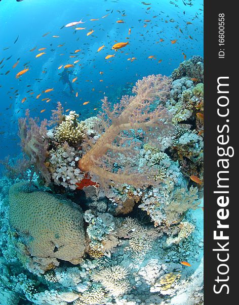 Colourful tropical reef