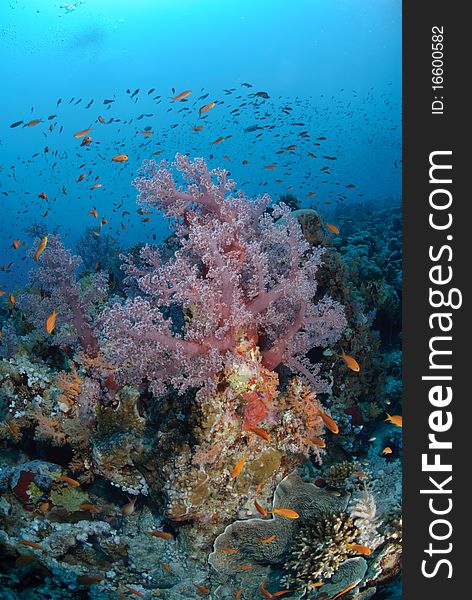 Colourful and vibrant tropical coral reef scene. Colourful and vibrant tropical coral reef scene