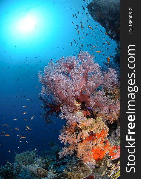 Colourful and vibrant tropical coral reef scene. Colourful and vibrant tropical coral reef scene