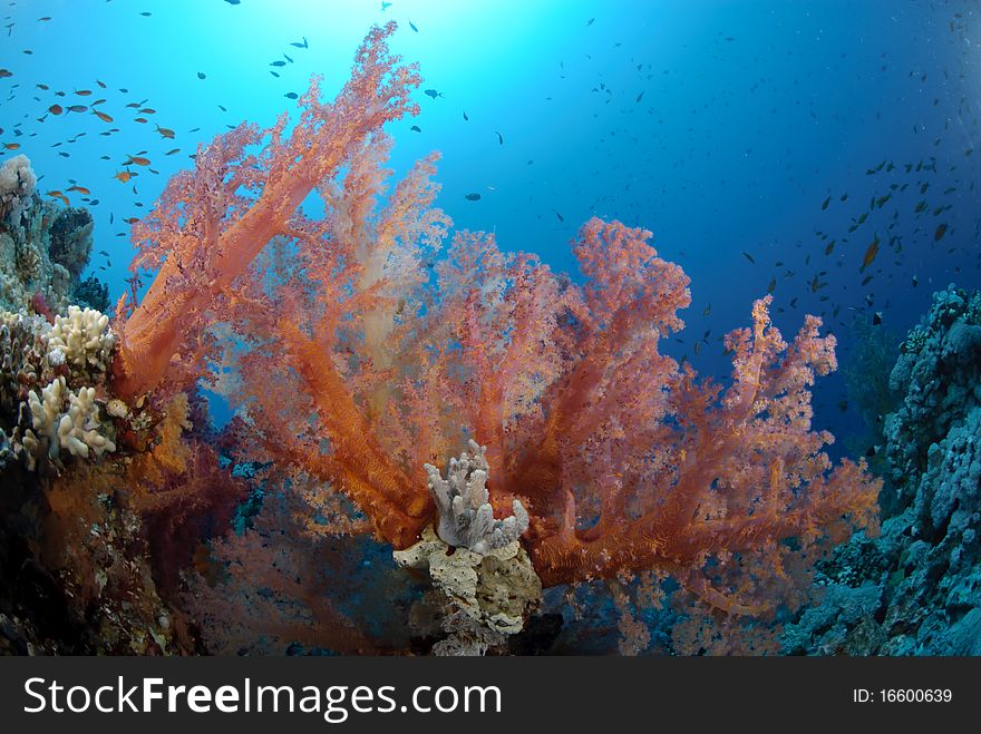 Colourful and vibrant tropical coral reef scene. Colourful and vibrant tropical coral reef scene