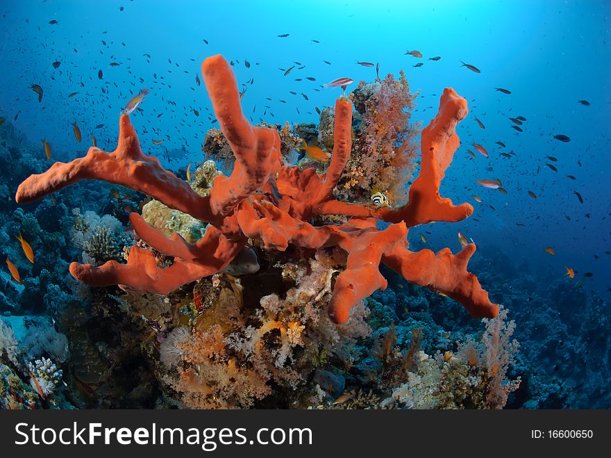 Colourful and vibrant tropical coral reef scene. Colourful and vibrant tropical coral reef scene