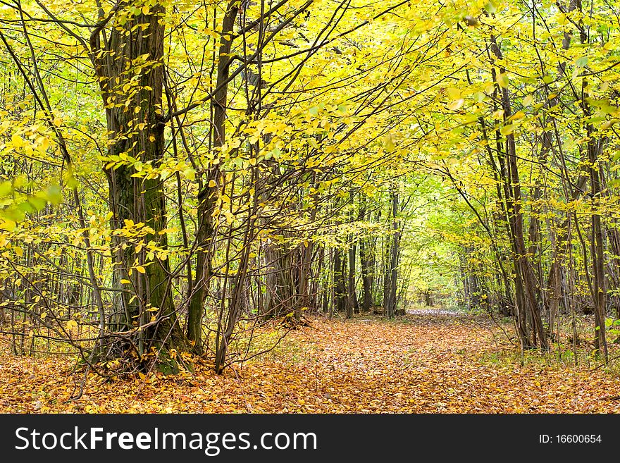 Autumn landscape of young grey forest with bright blue sky. Autumn landscape of young grey forest with bright blue sky