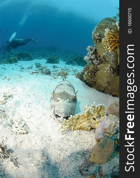 Giant puffer fish resting on the sandy ocean floor