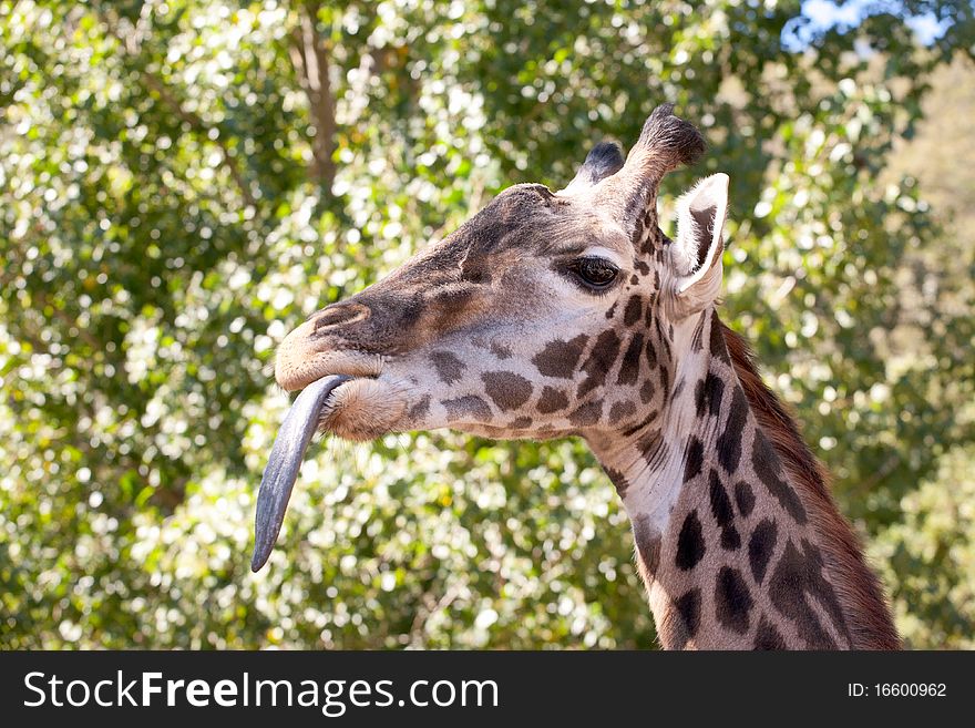 Giraffe with tongue out