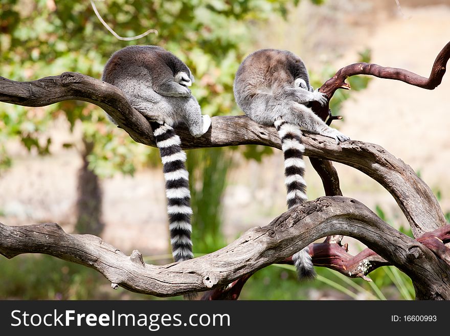 Covering their faces from the light to catch a nap are these two lemurs. Covering their faces from the light to catch a nap are these two lemurs.