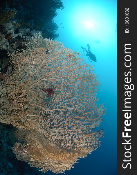 Giant georgonian fan coral (Annella mollis). Red Sea, Egypt.