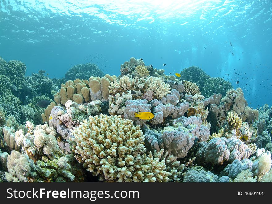 Vibrant and colourful tropical reef scene. Red sea, Egypt.