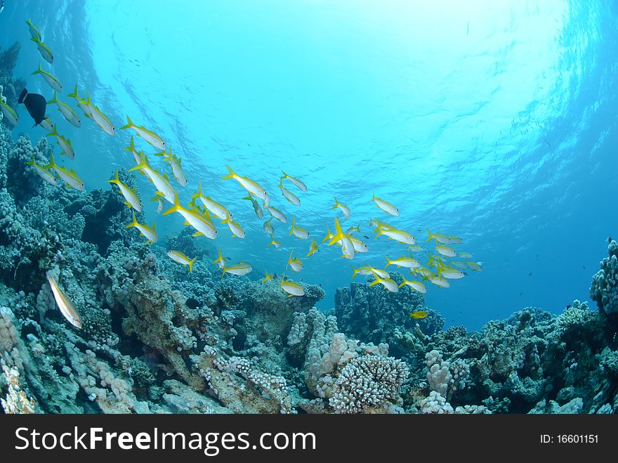 Small school of Red sea goatfish (Parupeneus forsskali). Red Sea, Egypt.