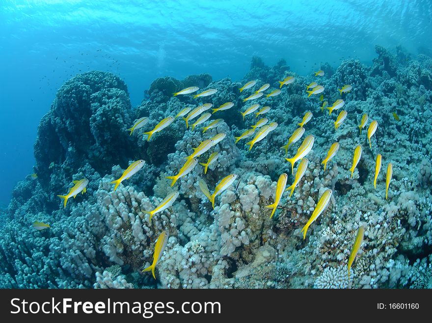 Small school of Red sea goatfish (Parupeneus forsskali). Red Sea, Egypt.