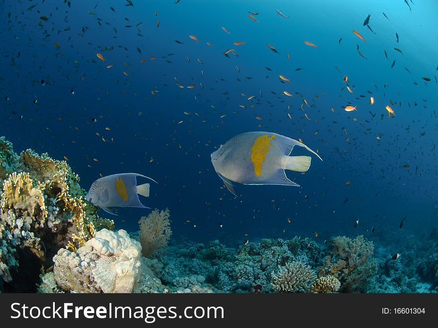 Yellow bar anglefish and coral reef. Red Sea, egypt.