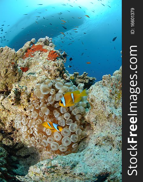 Vibrant and colourful tropical reef scene. Red sea, Egypt.