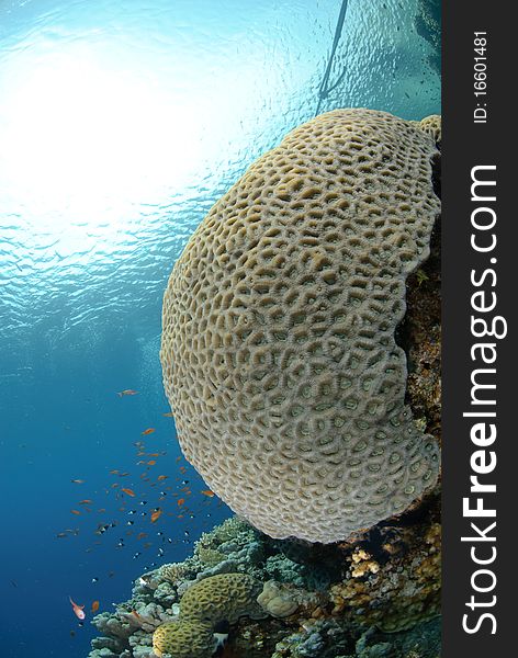 Vibrant and colourful tropical reef scene. Red sea, Egypt.