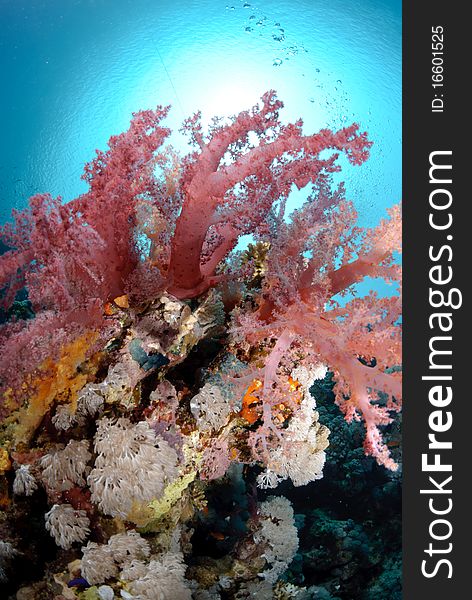 Vibrant and colourful tropical reef scene. Red sea, Egypt.