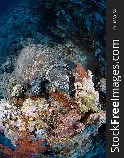 One Male hawksbill turtle resting on coral reef. Red Sea, Egypt.