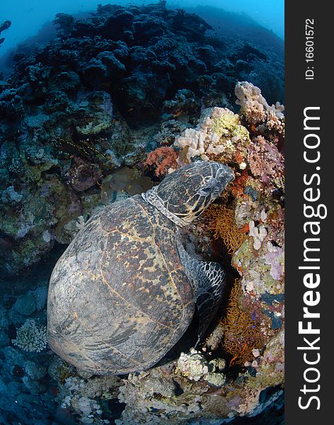 One Male hawksbill turtle resting on coral reef. Red Sea, Egypt.