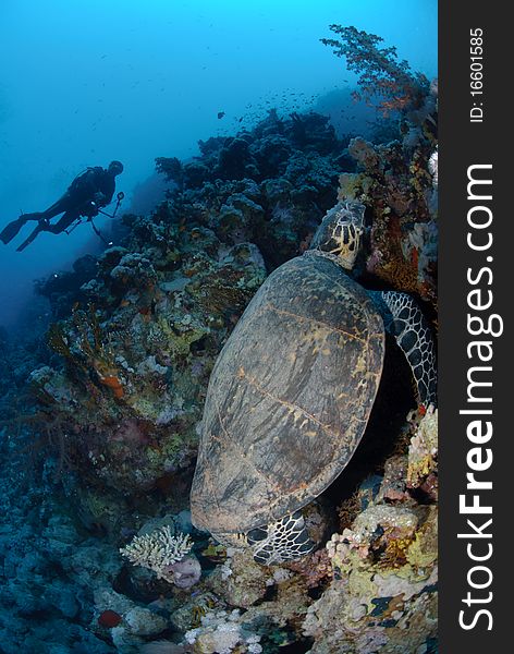 One Male hawksbill turtle resting on coral reef. Red Sea, Egypt.