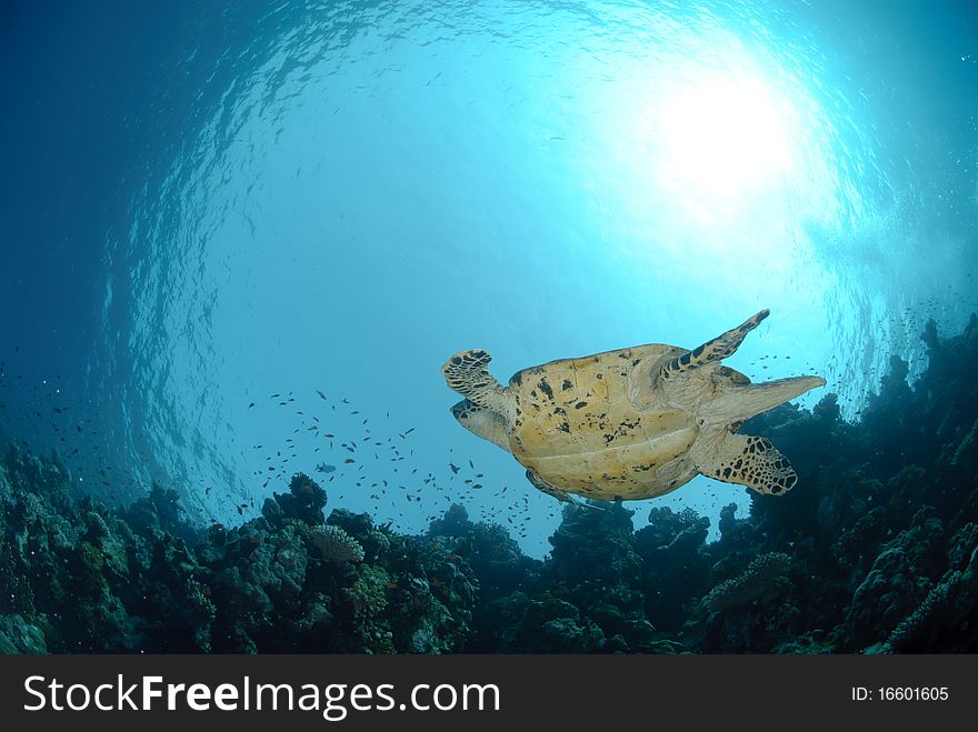 Low angle view of a Sea turtle ocean and sun
