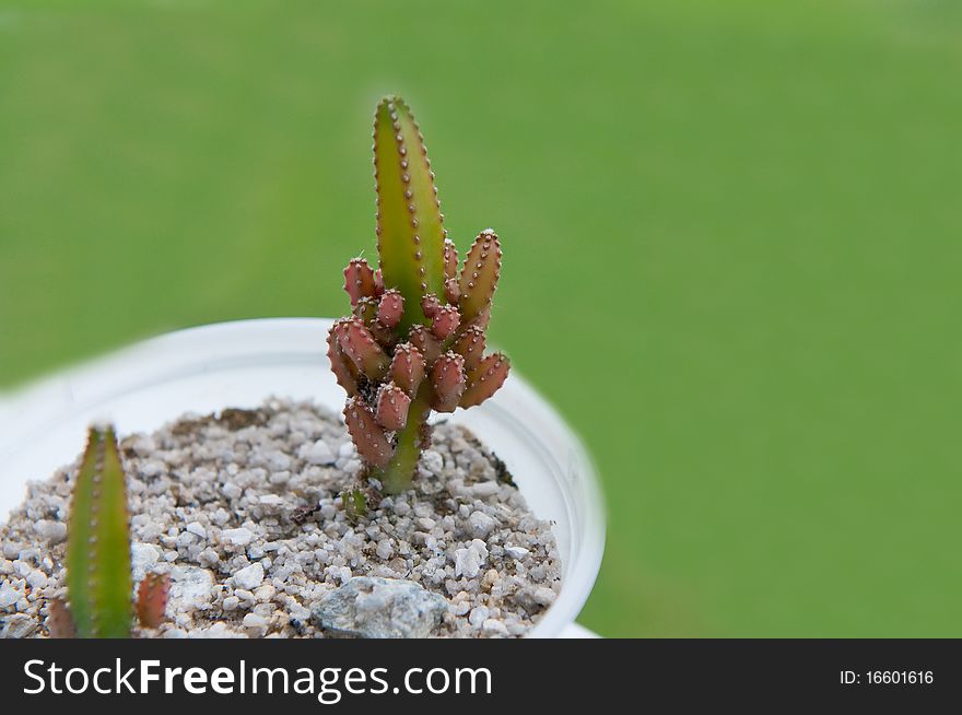 Cactus plant with green background in a plastic cup