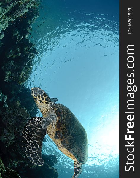 One Male hawksbill turtle swimming by coral reef. Red Sea, Egypt.