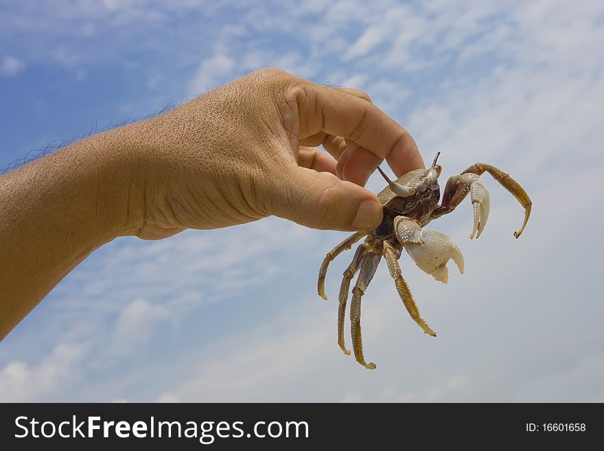 A Crab In Hand