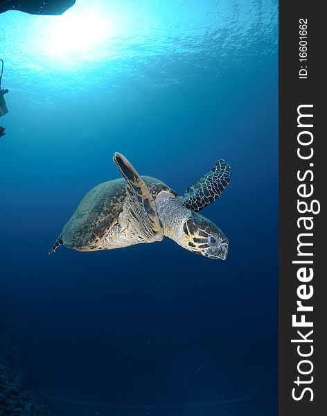 One Male hawksbill turtle swimming in the blue. Red Sea, Egypt.