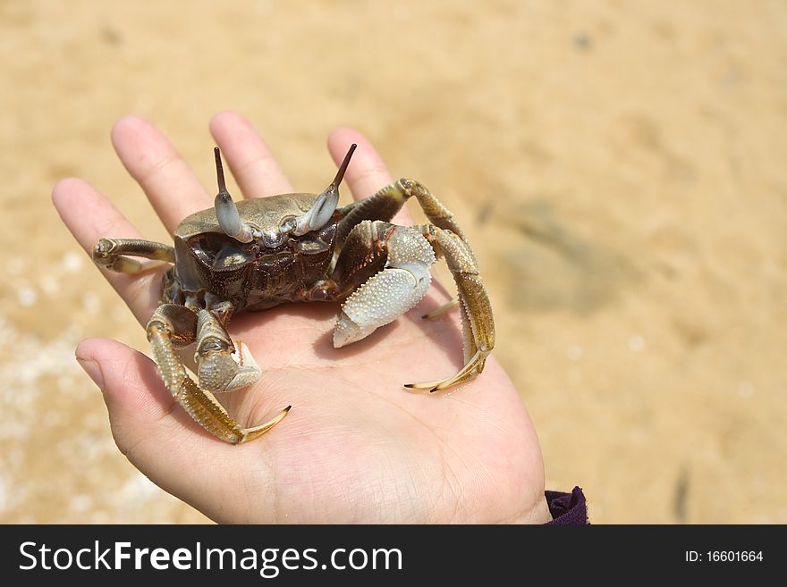 Life crab on the hand with background of sand beach