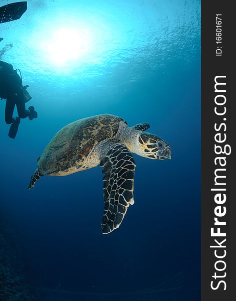 One Male hawksbill turtle swimming in the blue. Red Sea, Egypt.