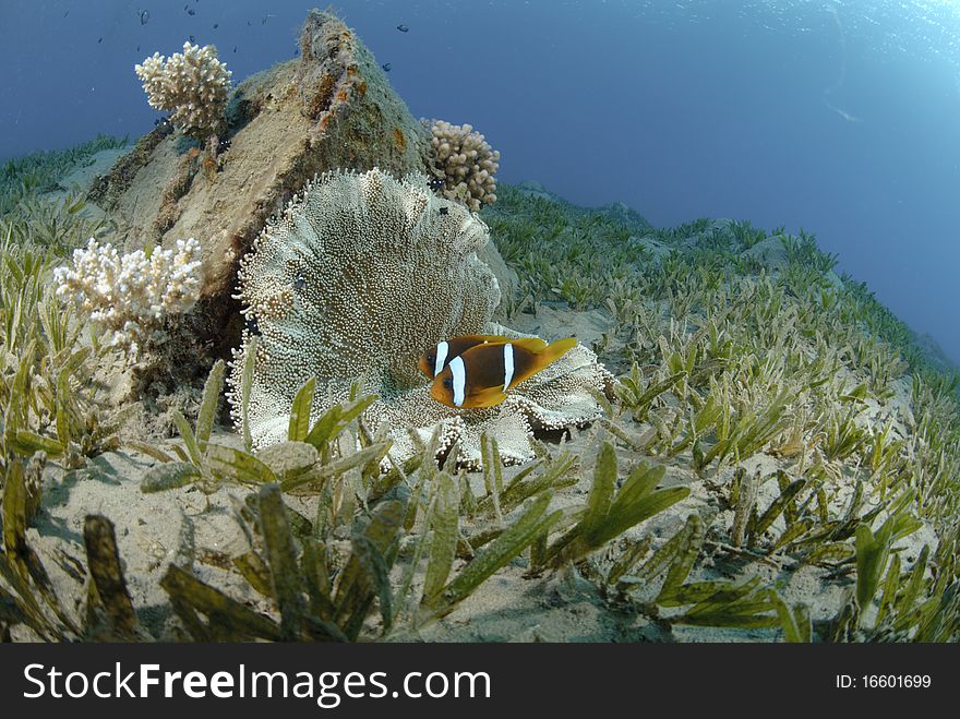 Red Sea anemonefish (Amphiprion bicinctus) with their host haddons's anemone (Stichodactyla haddoni). Red Sea, Egypt.