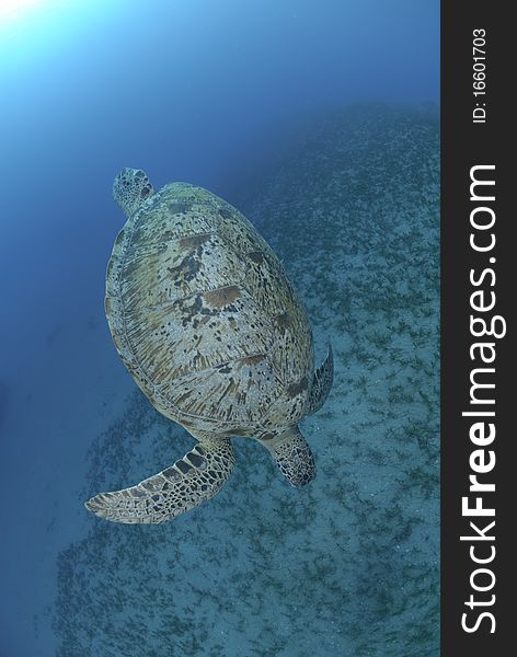 Green Sea turtle swimming dow the the ocean floor