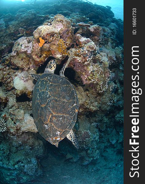 One Male hawksbill turtle on coral reef. Red Sea, Egypt.