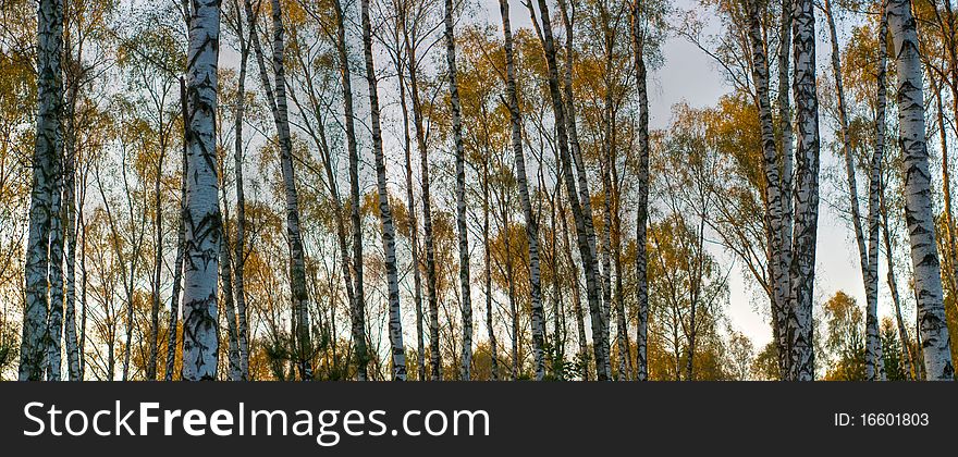 Sunlight in the green end yelow forest, autumn time