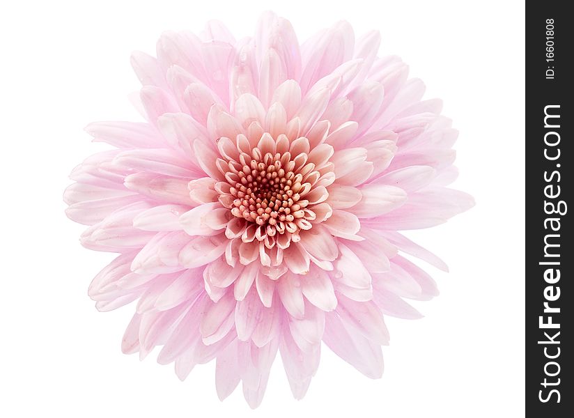 Pink chrysanthemum on white background