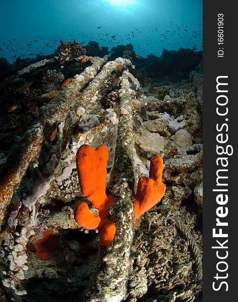 Coral growth on the Wreckage from the shipwreck SS Lara which struck Jackson reef, situated in the Straits of Tiran in 1982. Jackson Reef, Red Sea, Egypt. Coral growth on the Wreckage from the shipwreck SS Lara which struck Jackson reef, situated in the Straits of Tiran in 1982. Jackson Reef, Red Sea, Egypt.