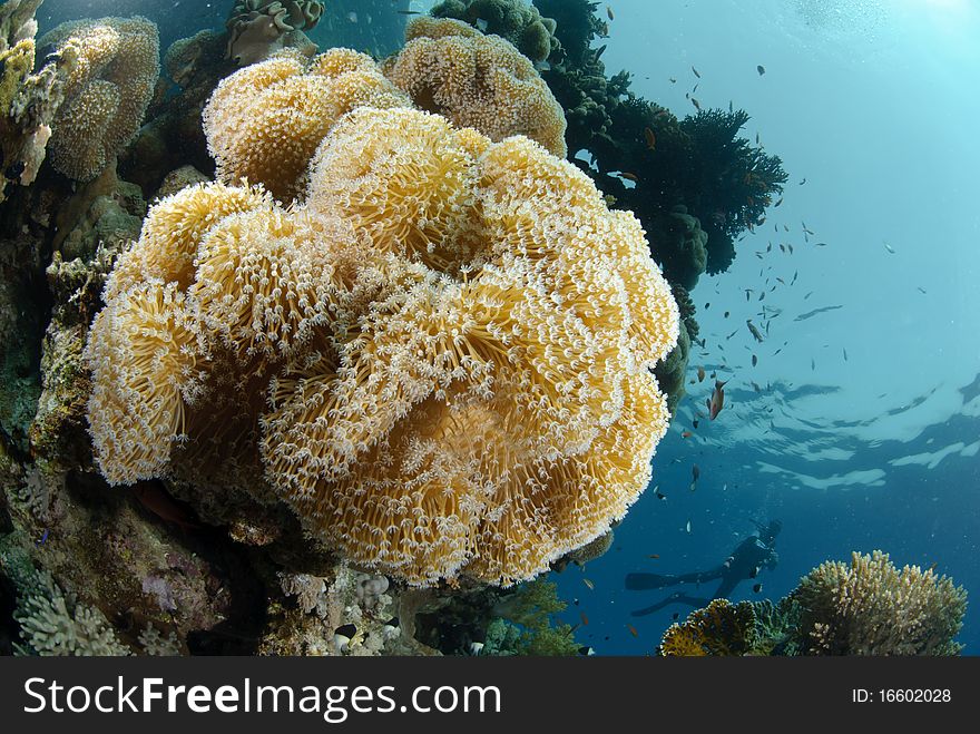 Soft Coral reef