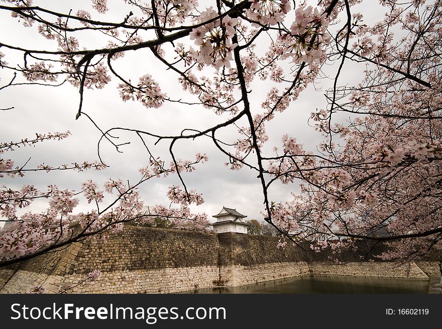 Pink sakura (cherry blossom) flowers in April, Osaka, Japan. Pink sakura (cherry blossom) flowers in April, Osaka, Japan