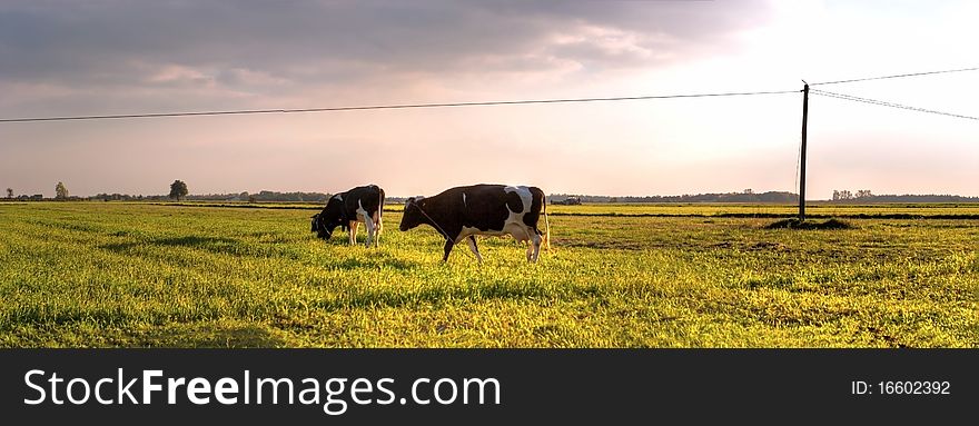 The young farm cow stands on field, (animals series)