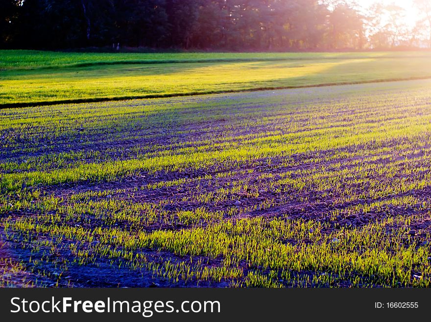Plants for natural background on agricultural field