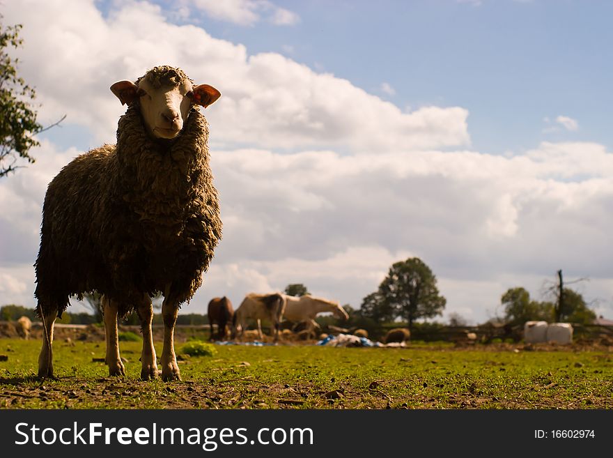 Sheep on grass with blue sky, some looking at the camera