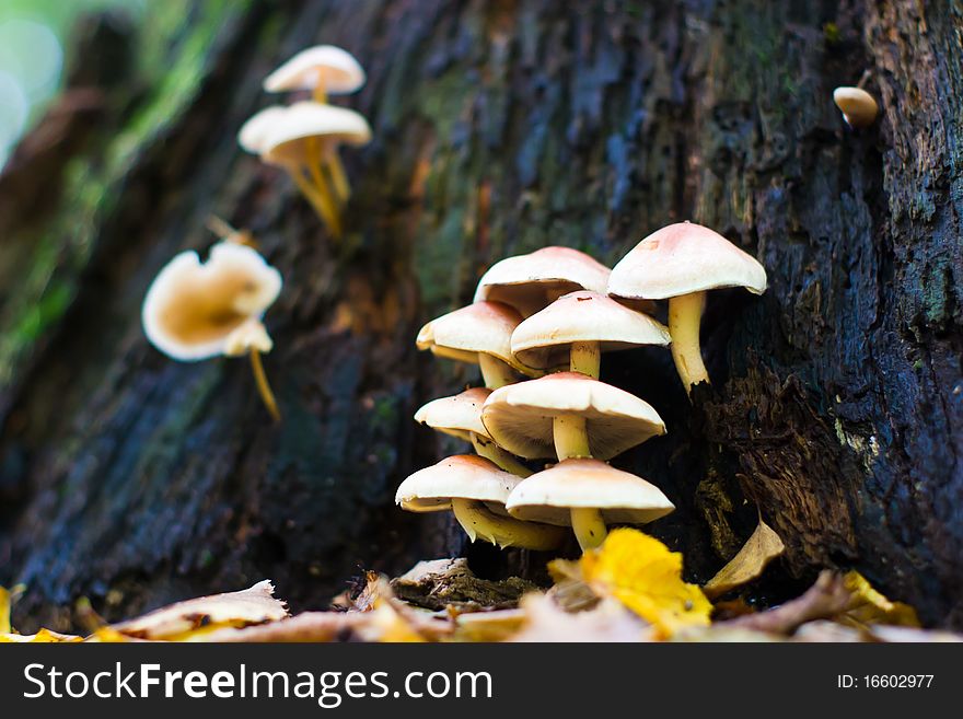 Forest mushroom in moss after bir longtime rain