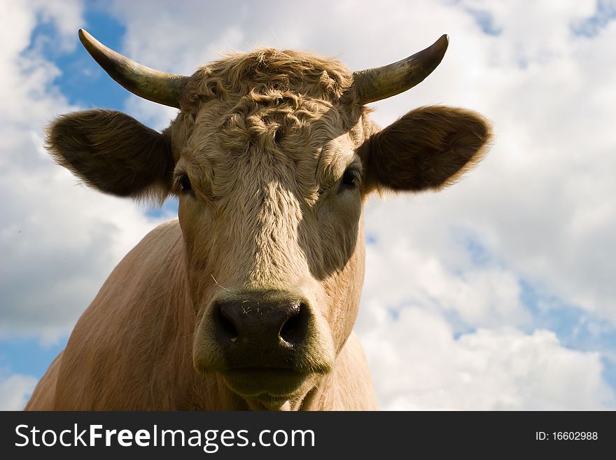 The young farm cow stands on field, (animals series)